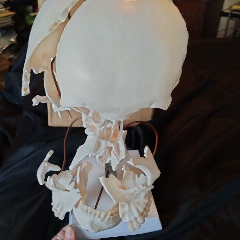 22-Piece Exploded Human Skull Model, Full Size, Bone Color Disassembled Cranial - Picture 9 of 12